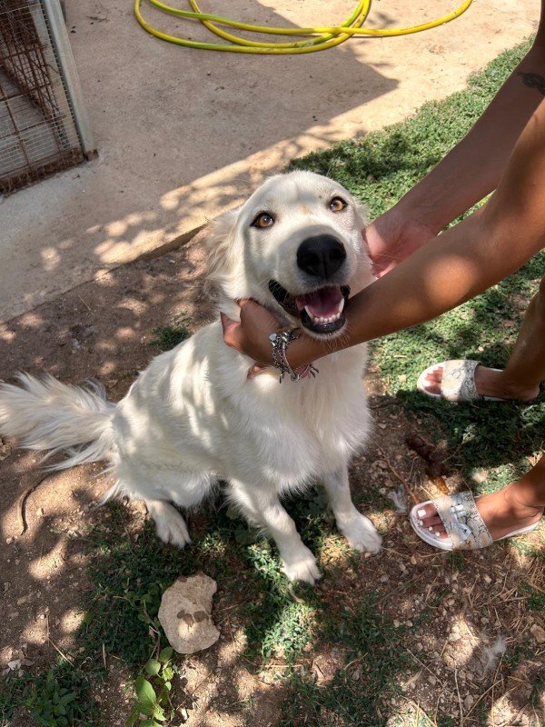 Stella