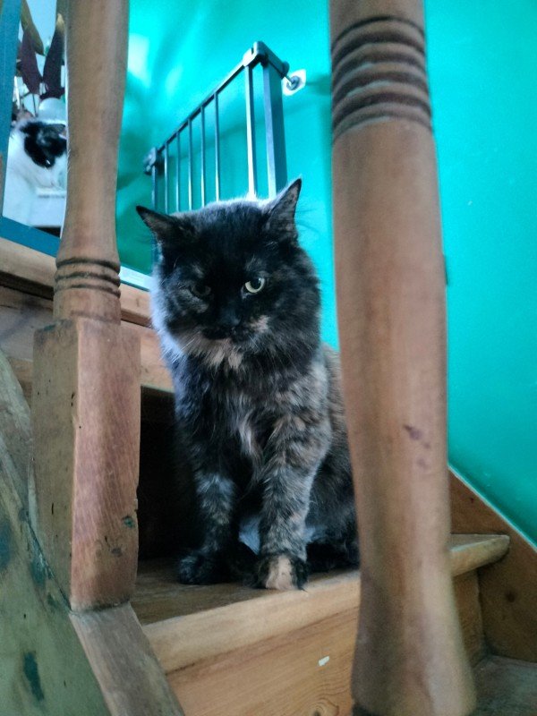 Nina