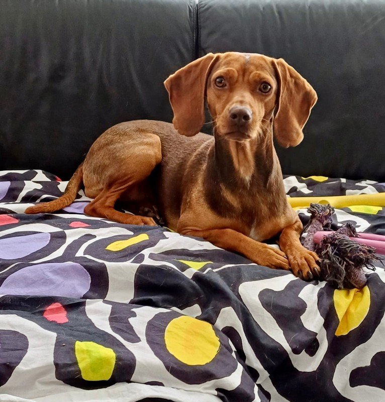Stella