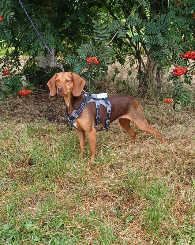 Stella