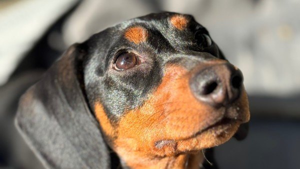 Suki