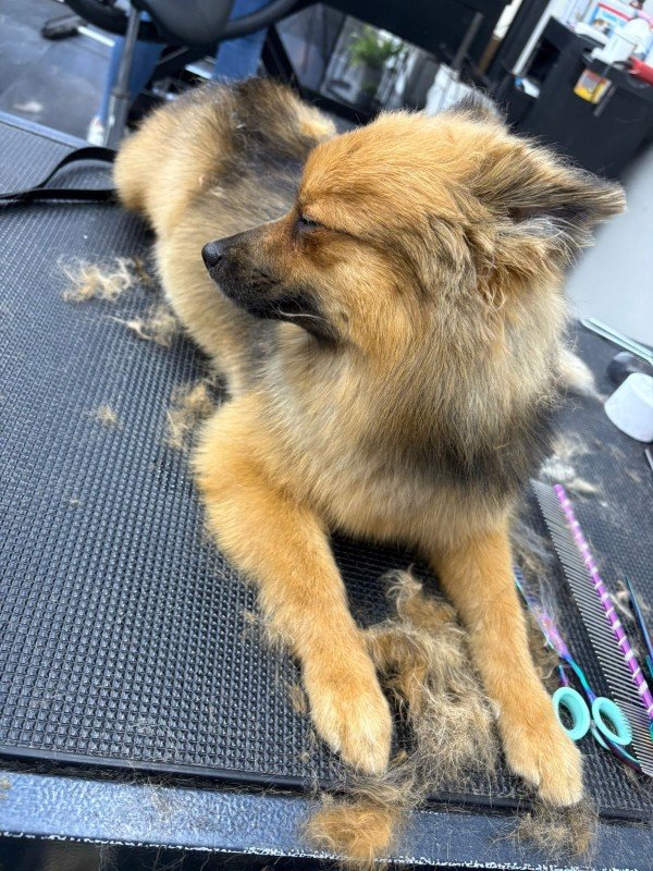 Nala
