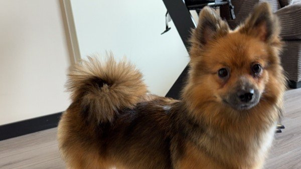 Nala