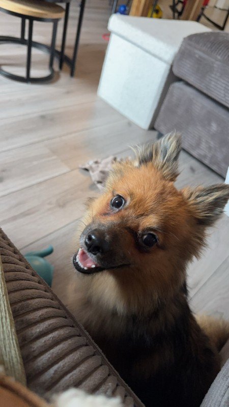 Nala