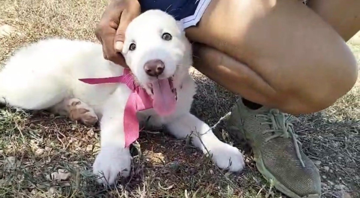 Penny