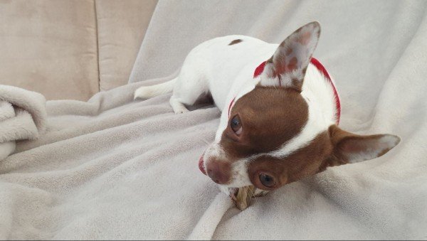 Cino