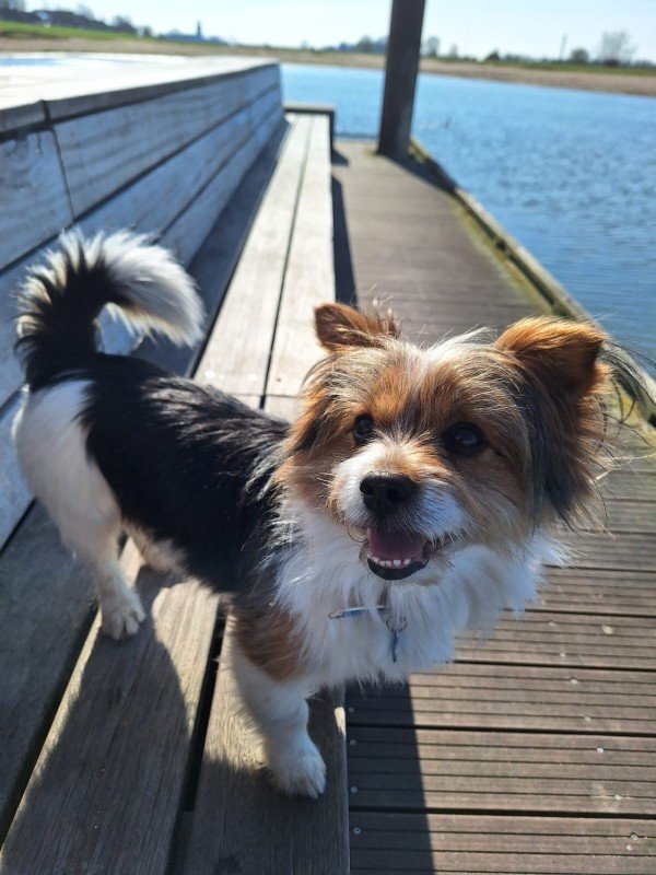 Toby