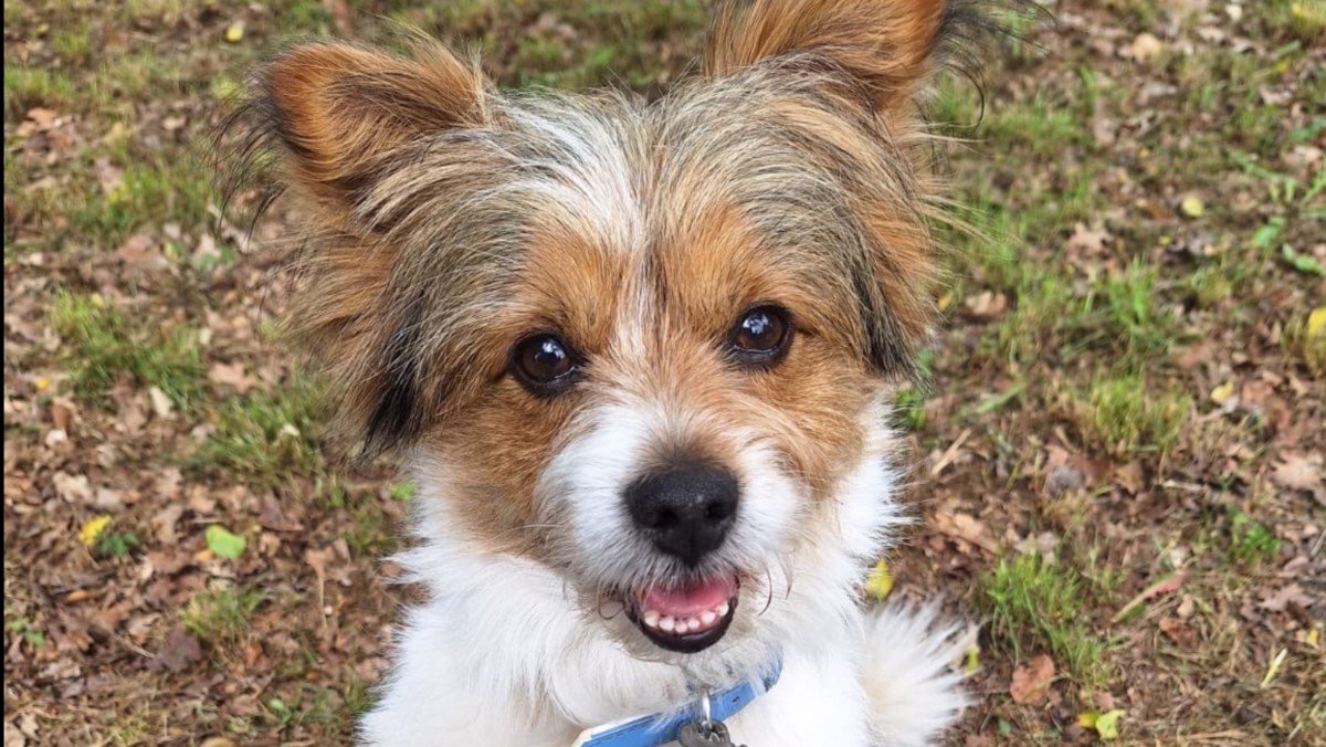 Toby