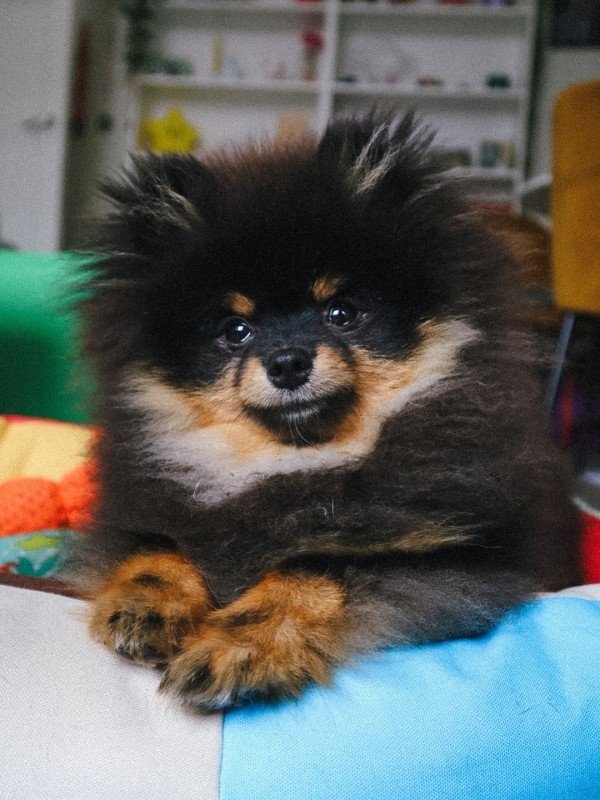 Tako