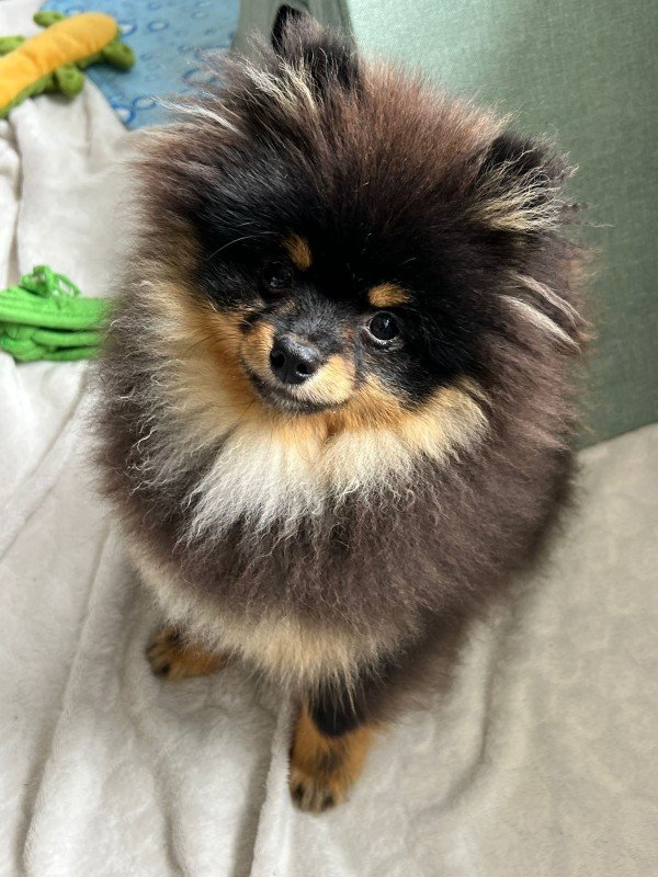 Tako