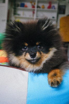 Tako