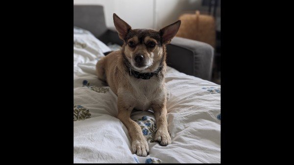 Leia