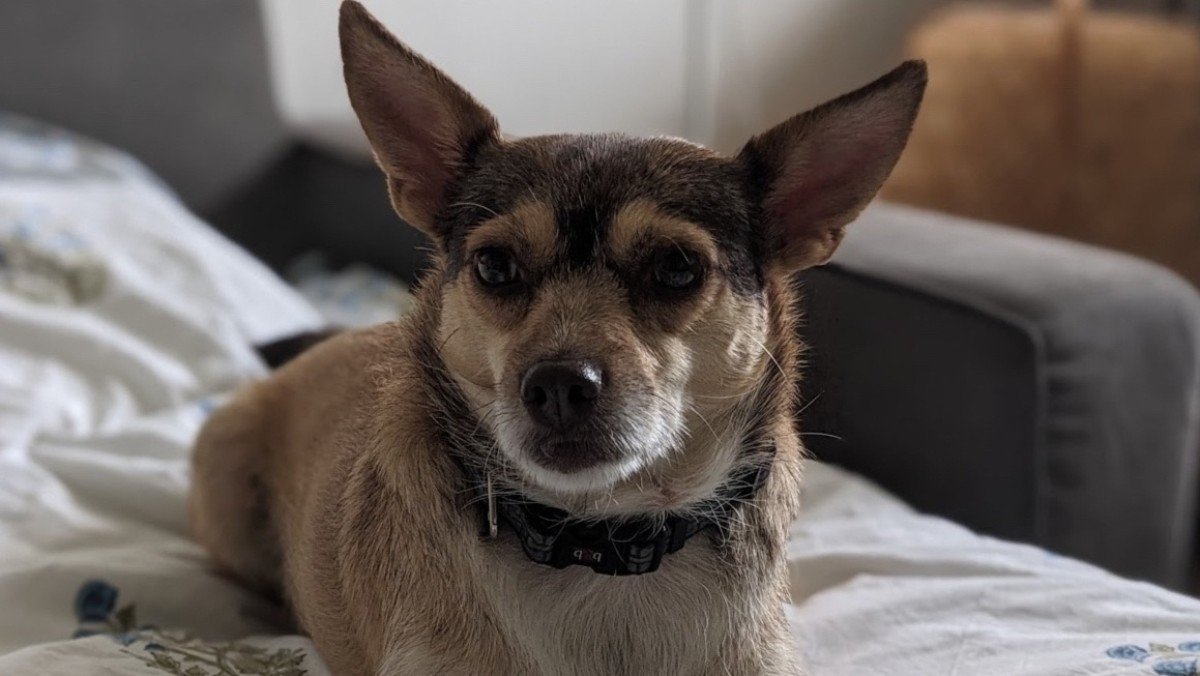 Leia