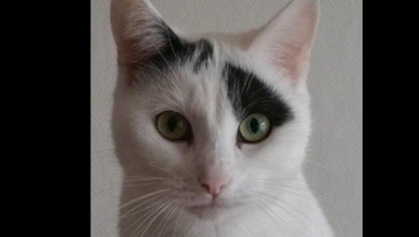 Diezel