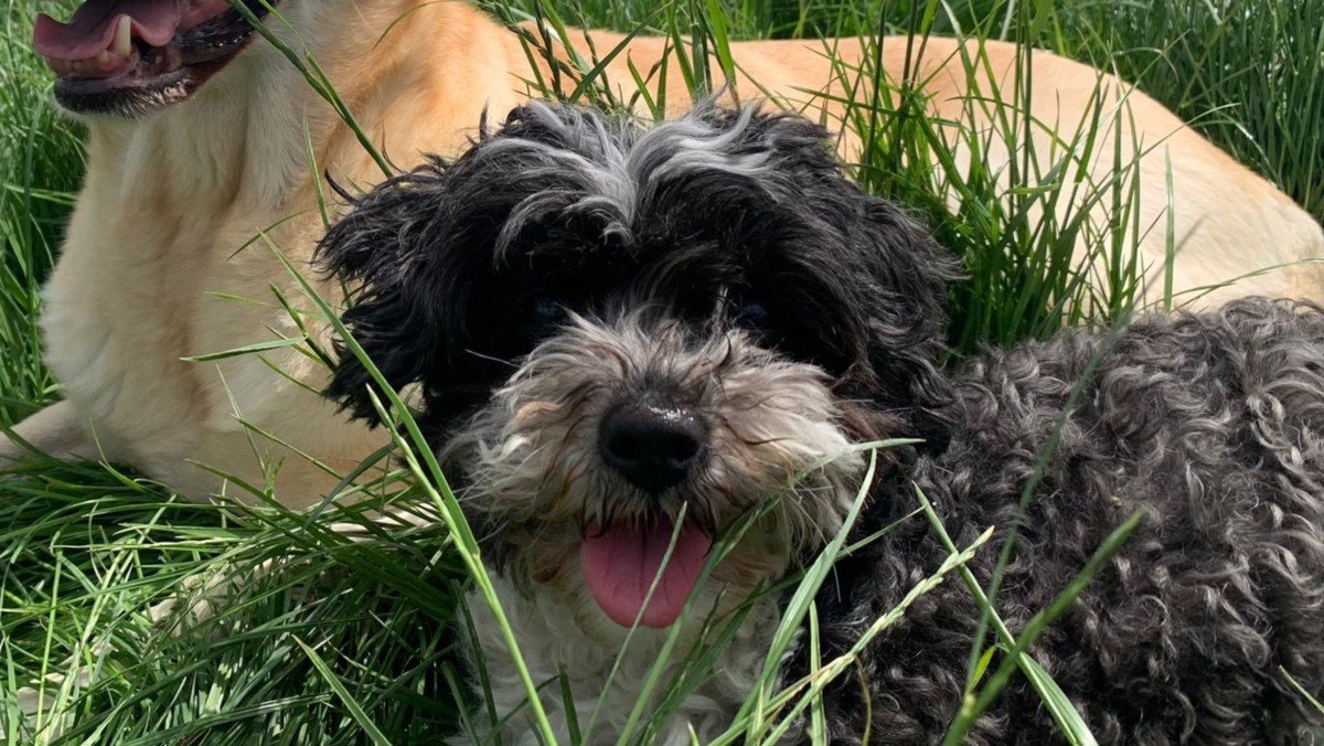 Pip