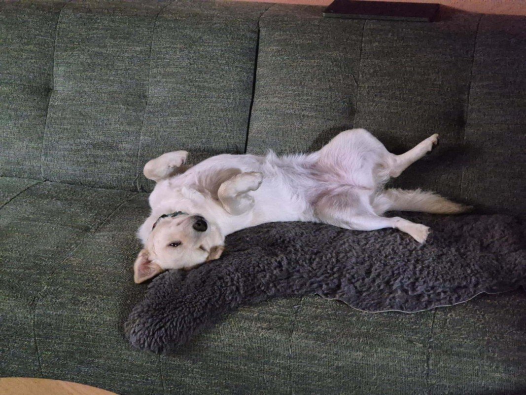 Suki