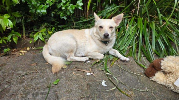 Suki