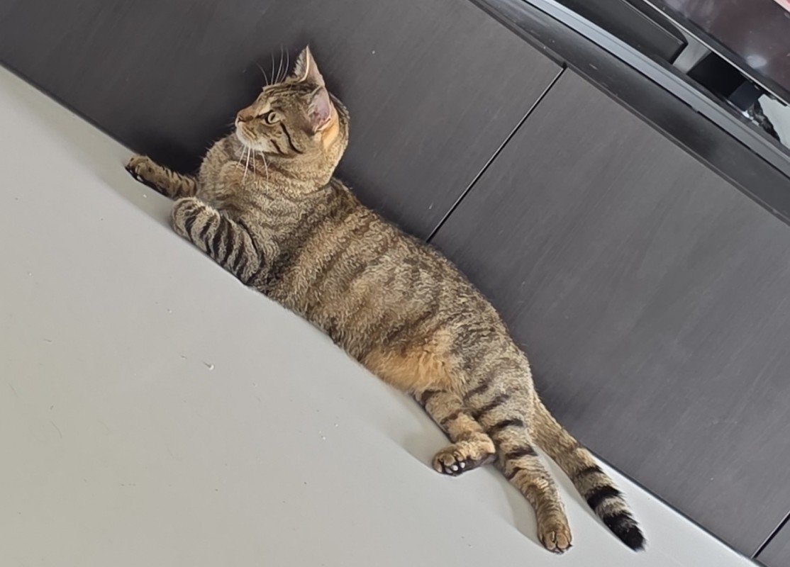Raja