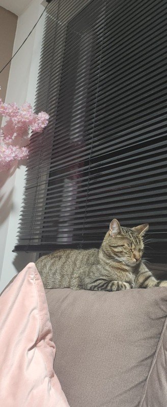 Raja