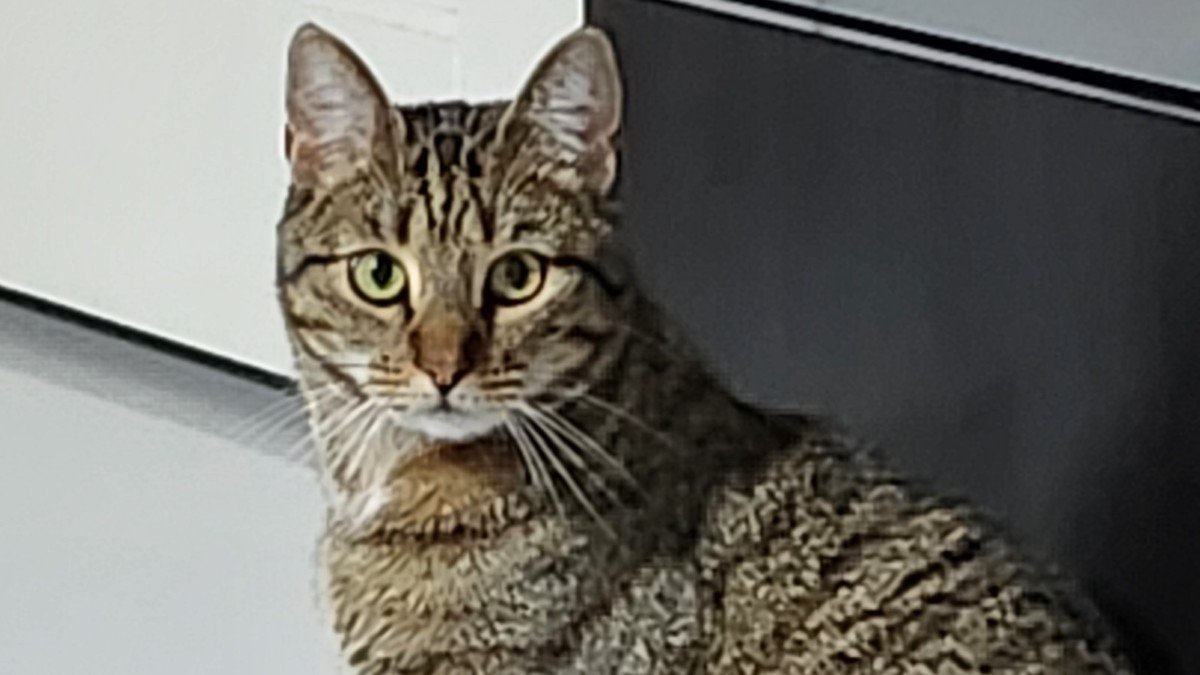 Raja