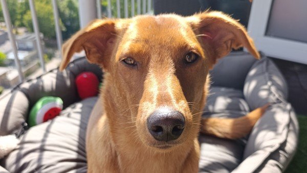 Zoë