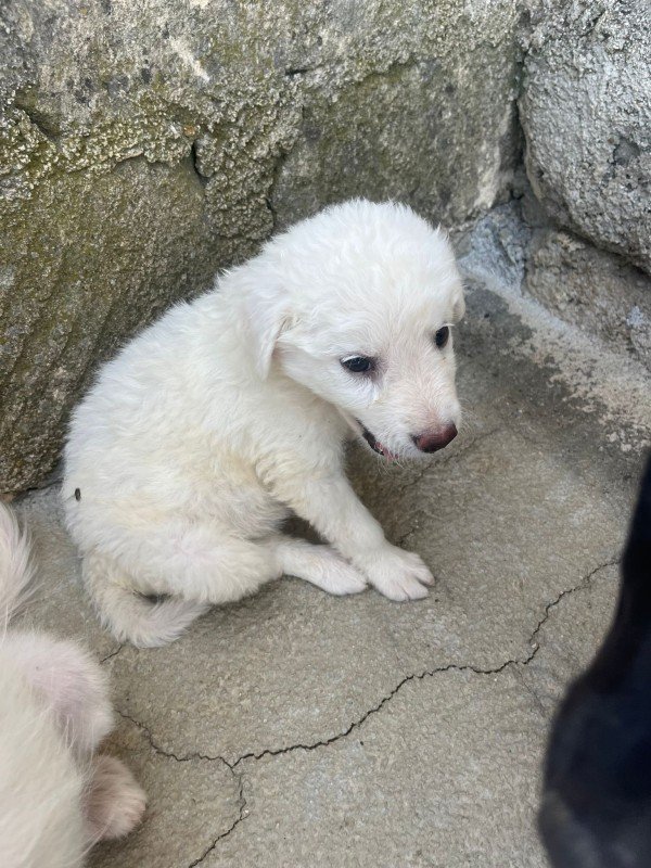 Coco