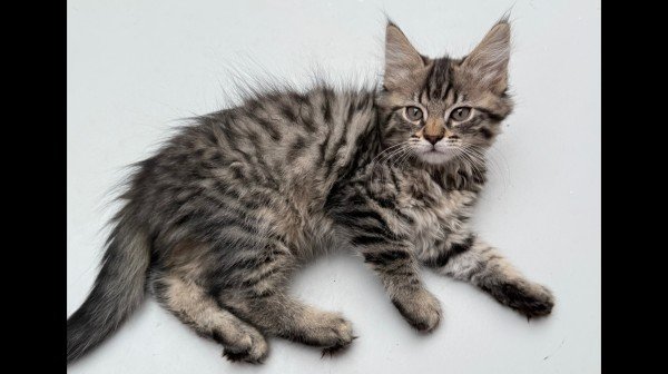 Fluff