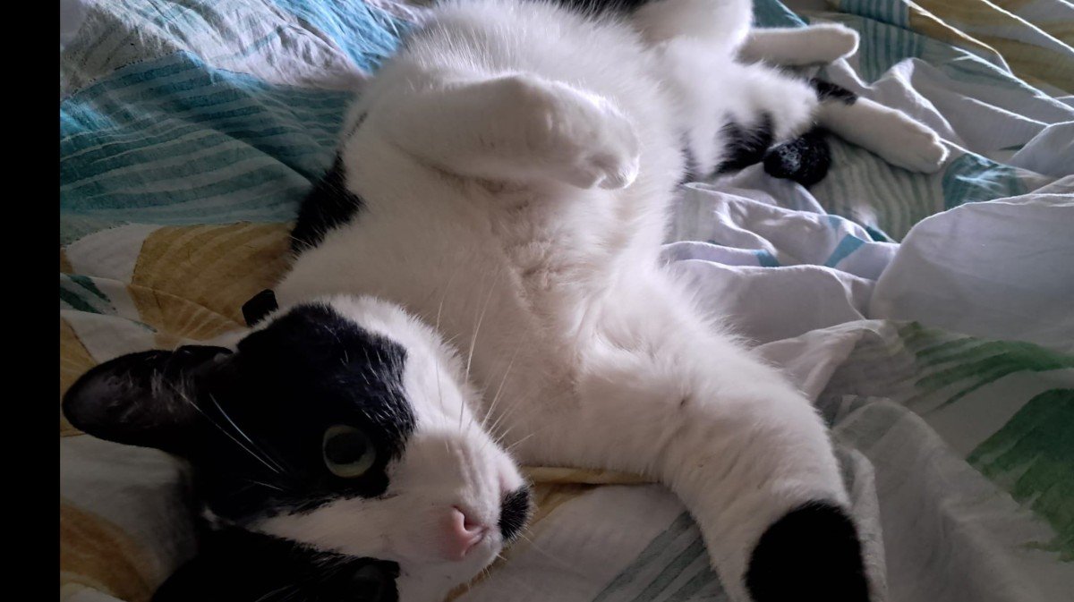 Pip