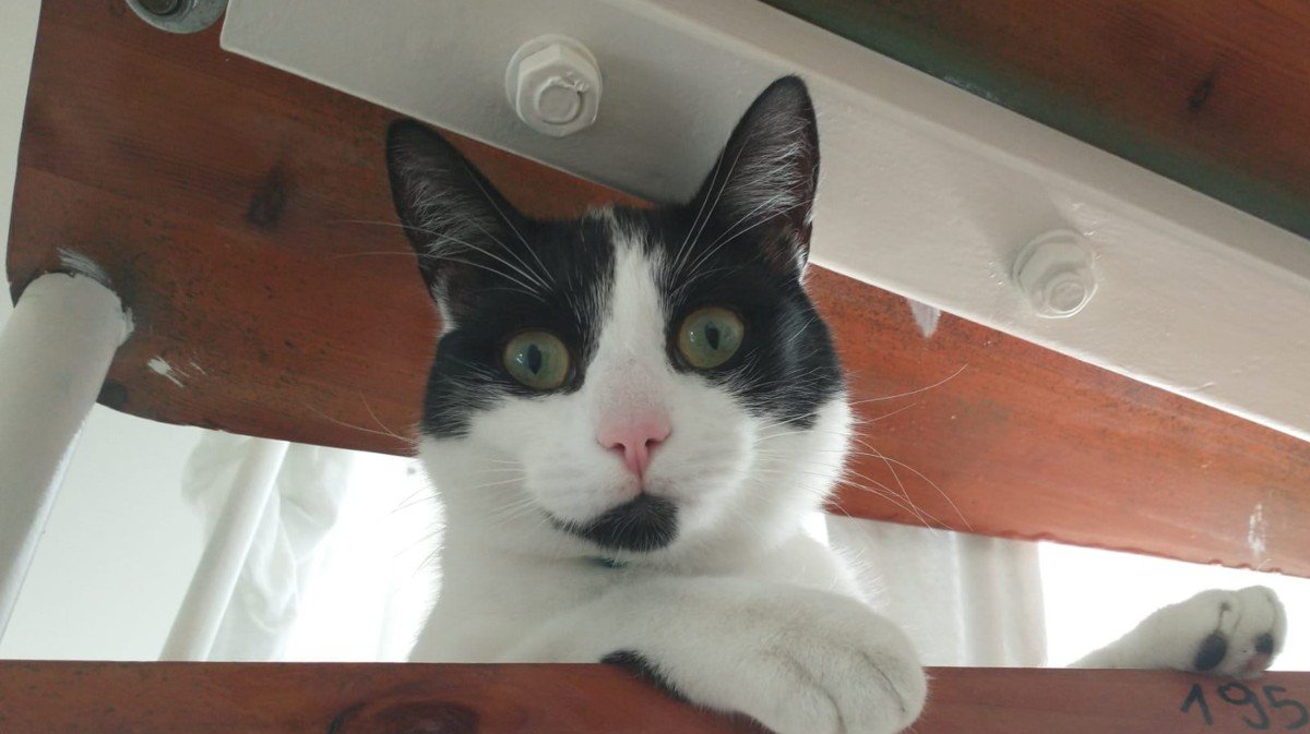 Pip
