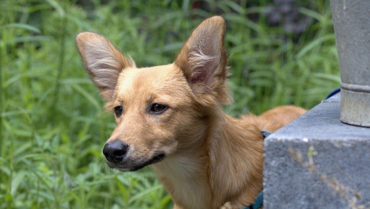 DeeDee
