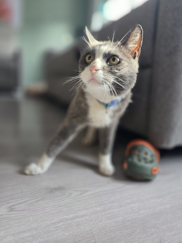 Muis