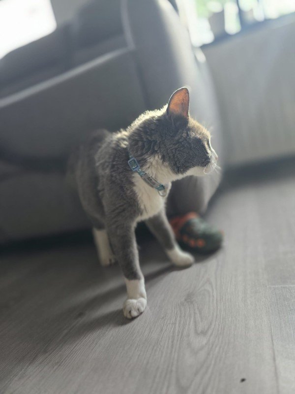 Muis