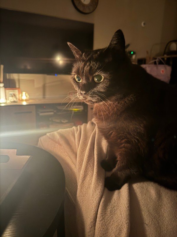Daisy