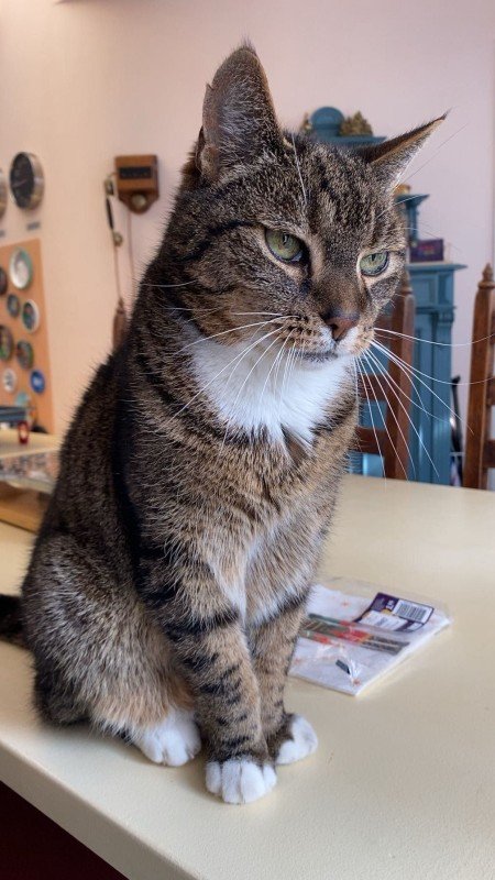 Herman