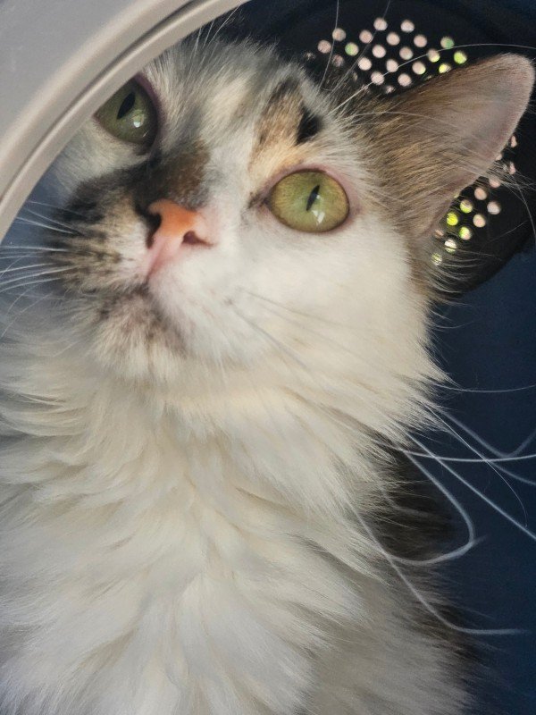 Gina
