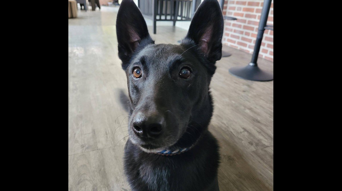 Jaxx