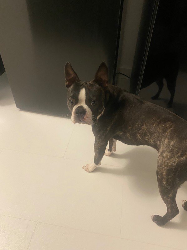 Bruno