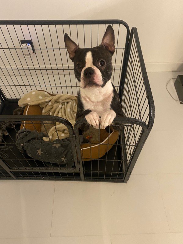 Bruno