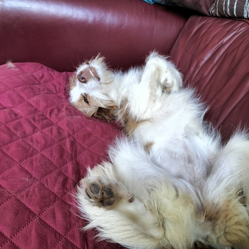 Lottie