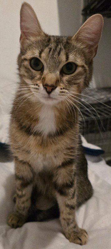 Lily