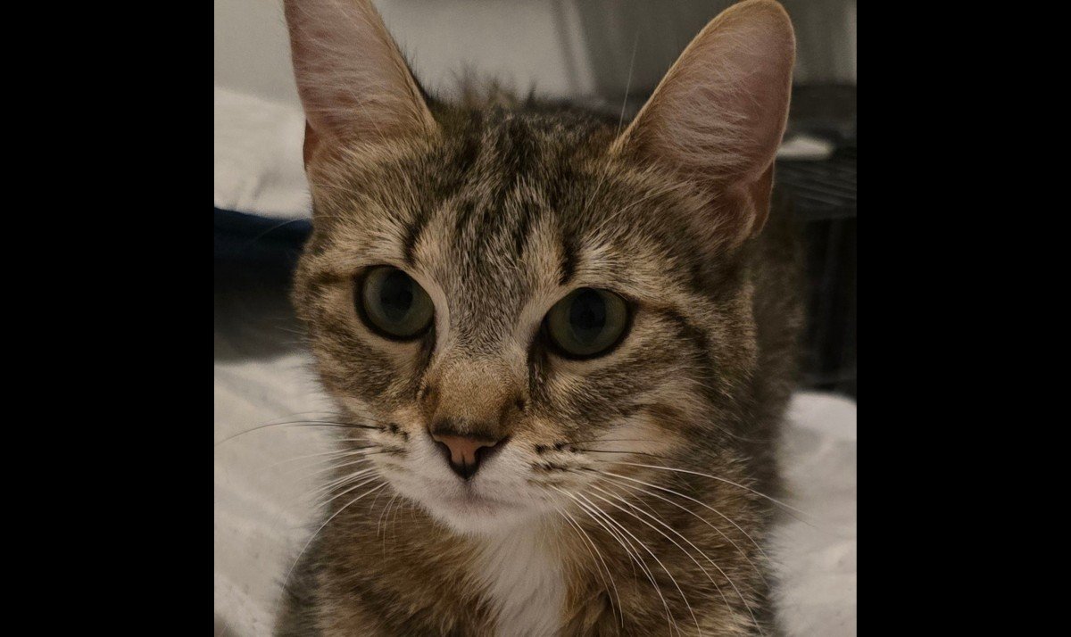 Lily