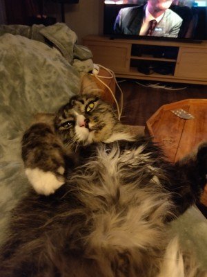 Bodi