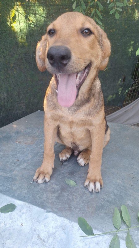 Gavi