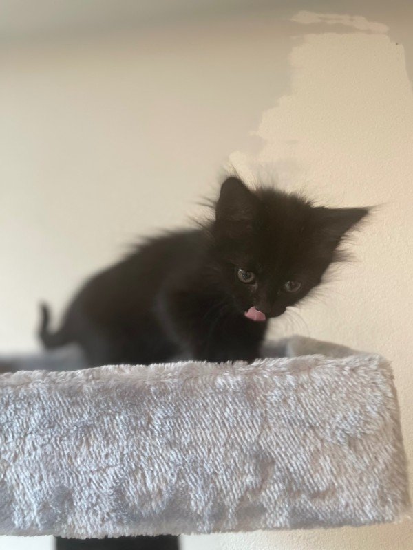 Cosmo