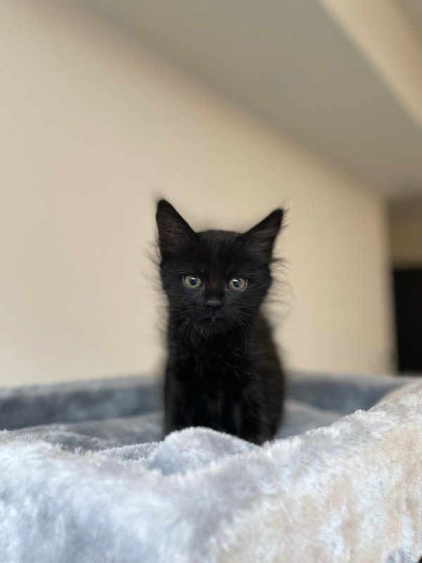 Cosmo