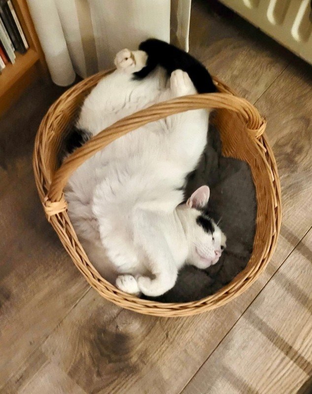 Baloe