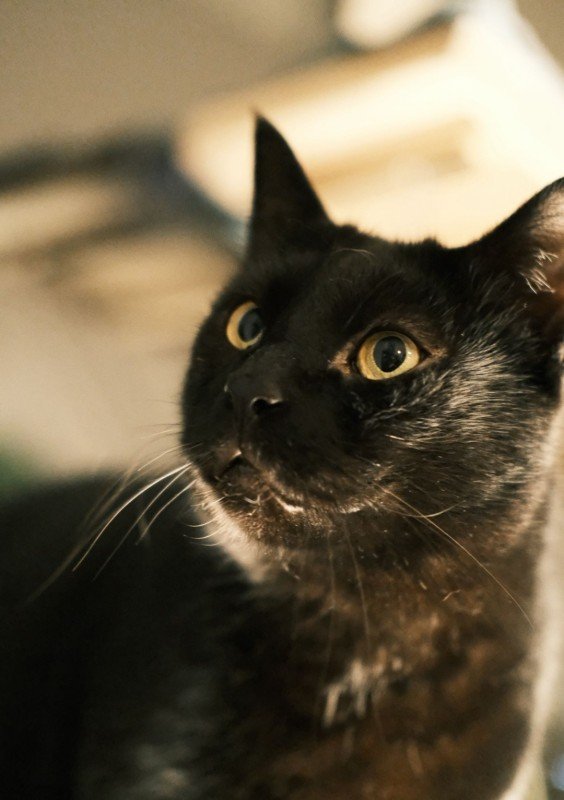 Archie