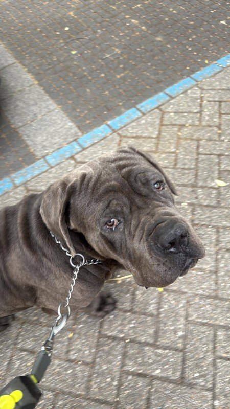 Bertus