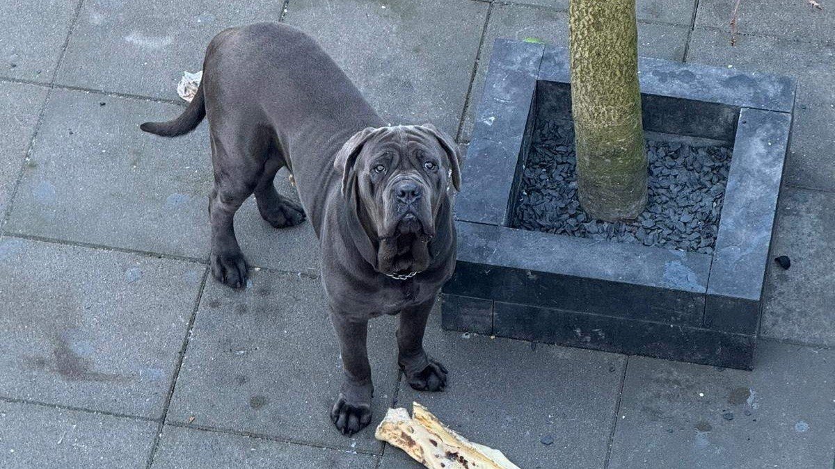 Bertus