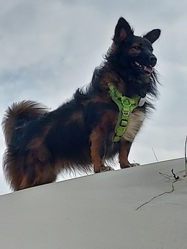 Kaya